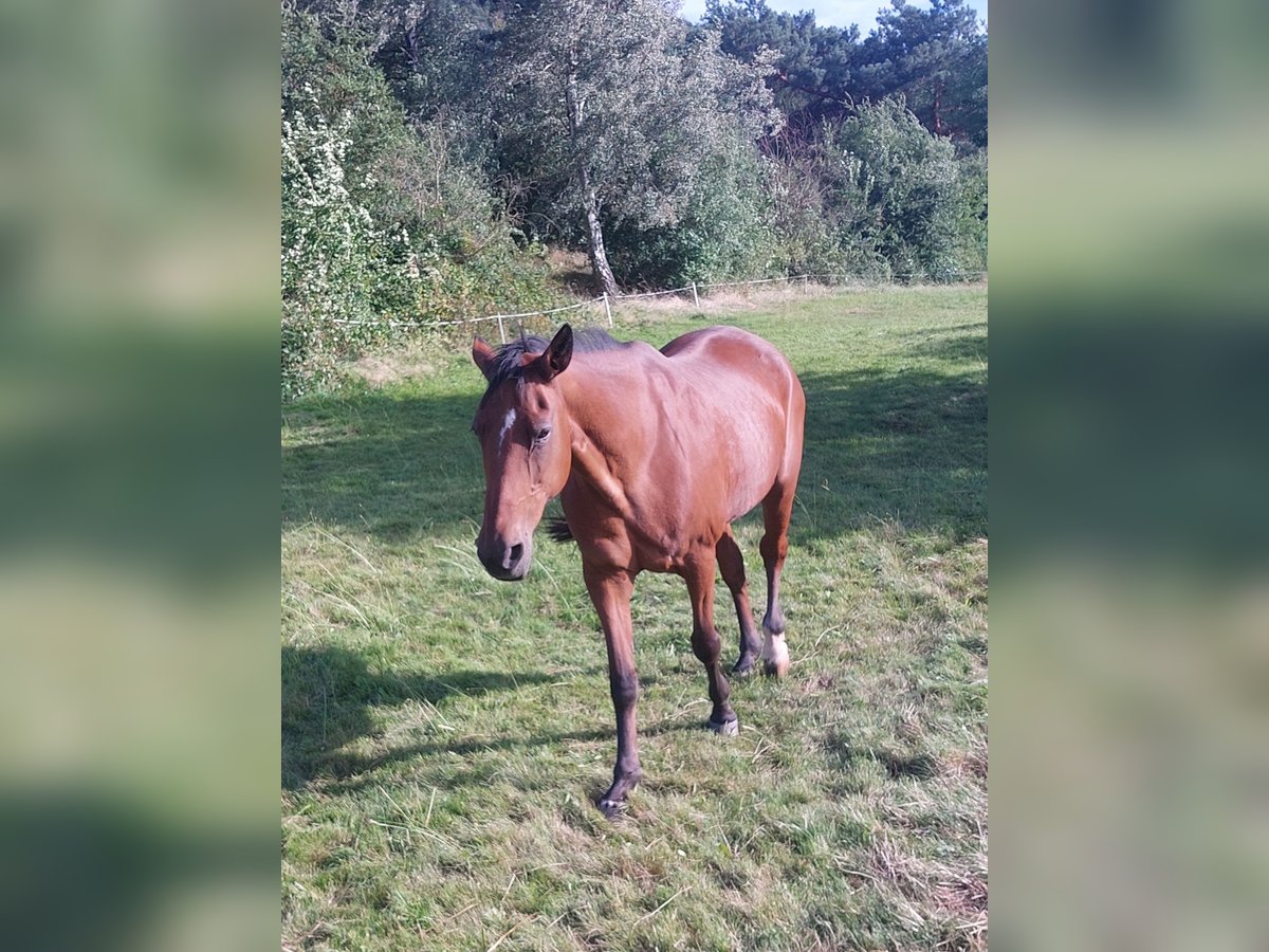 Duitse draver Merrie 20 Jaar 162 cm Bruin in Eschwege