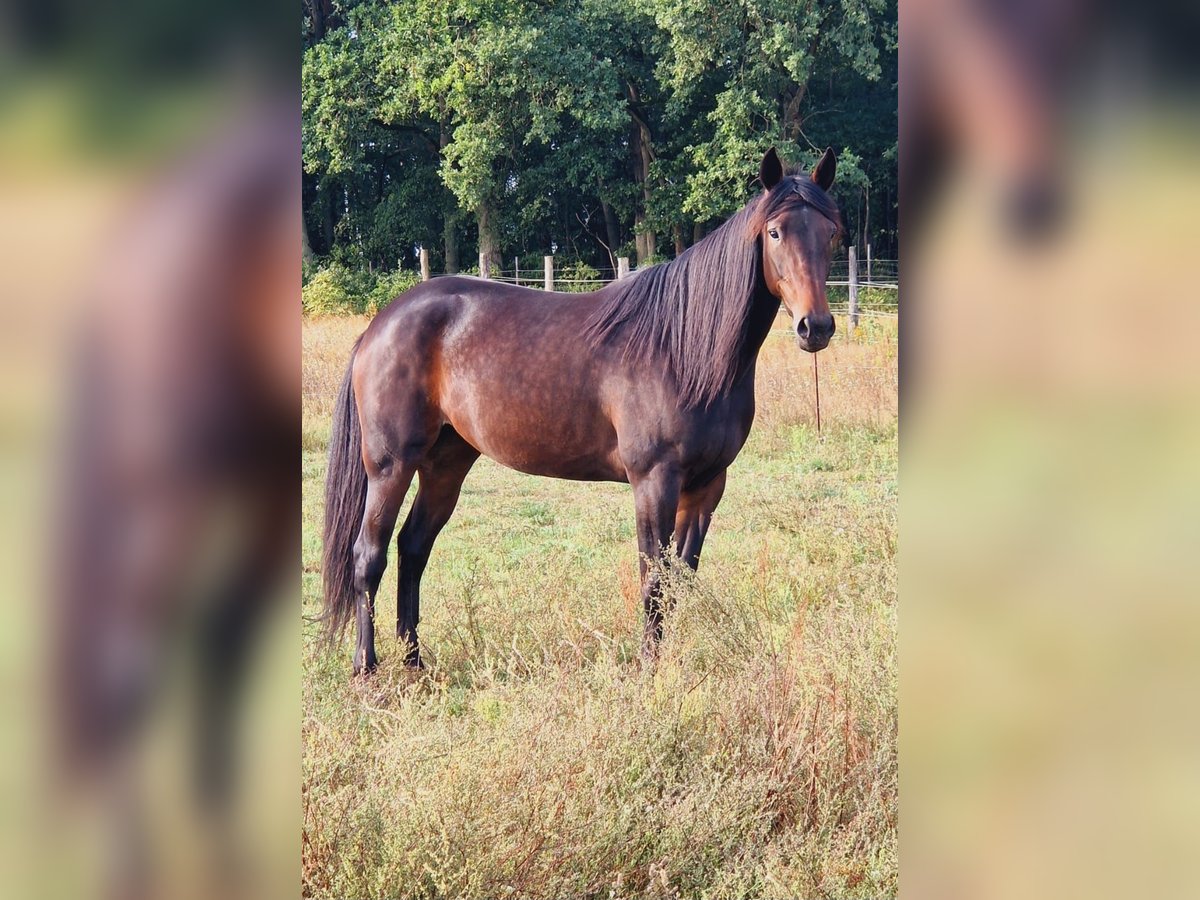 Duitse draver Merrie 4 Jaar 155 cm Donkerbruin in Wandlitz