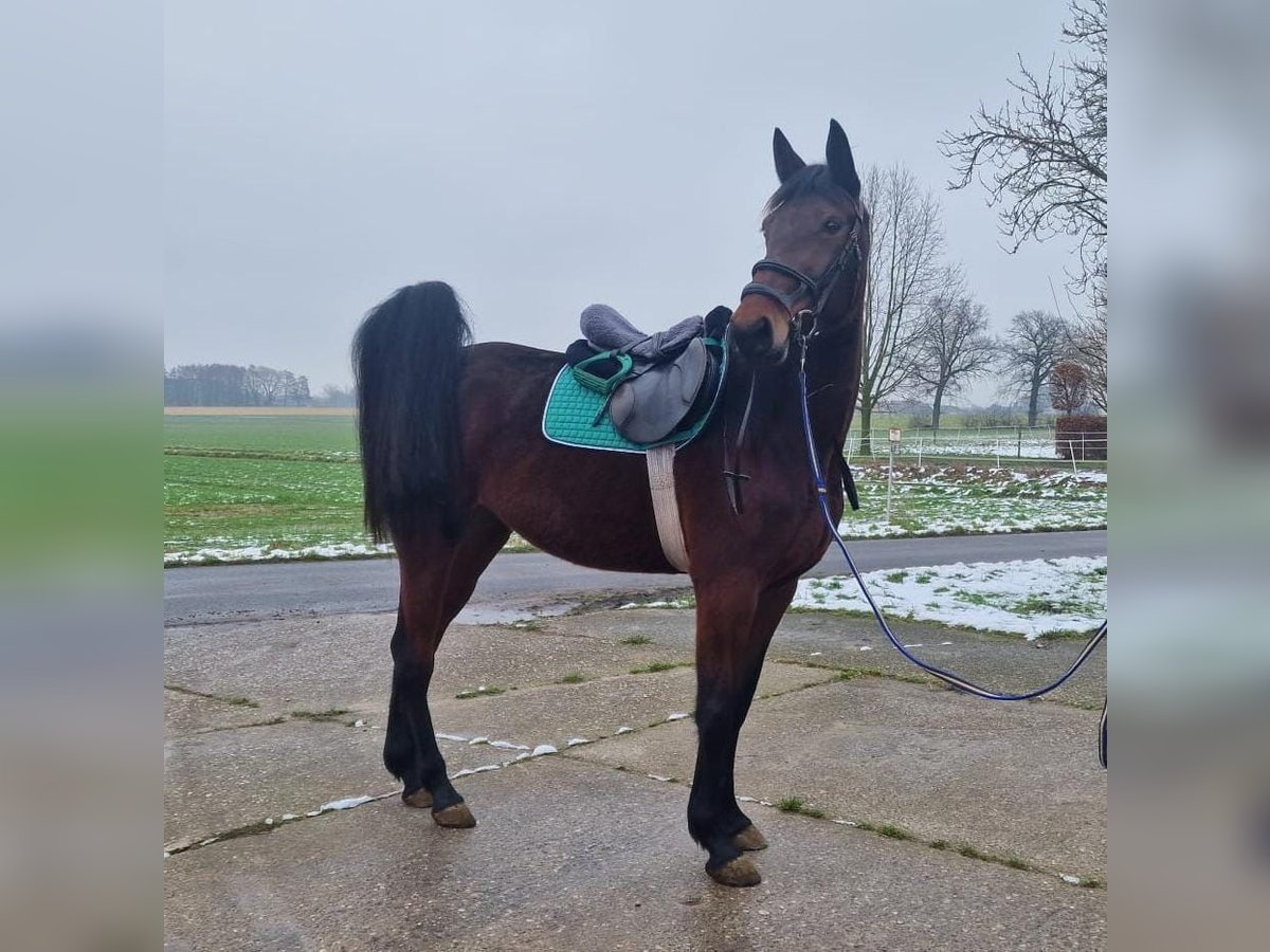 Duitse draver Merrie 4 Jaar 165 cm Donkerbruin in Möhnesee