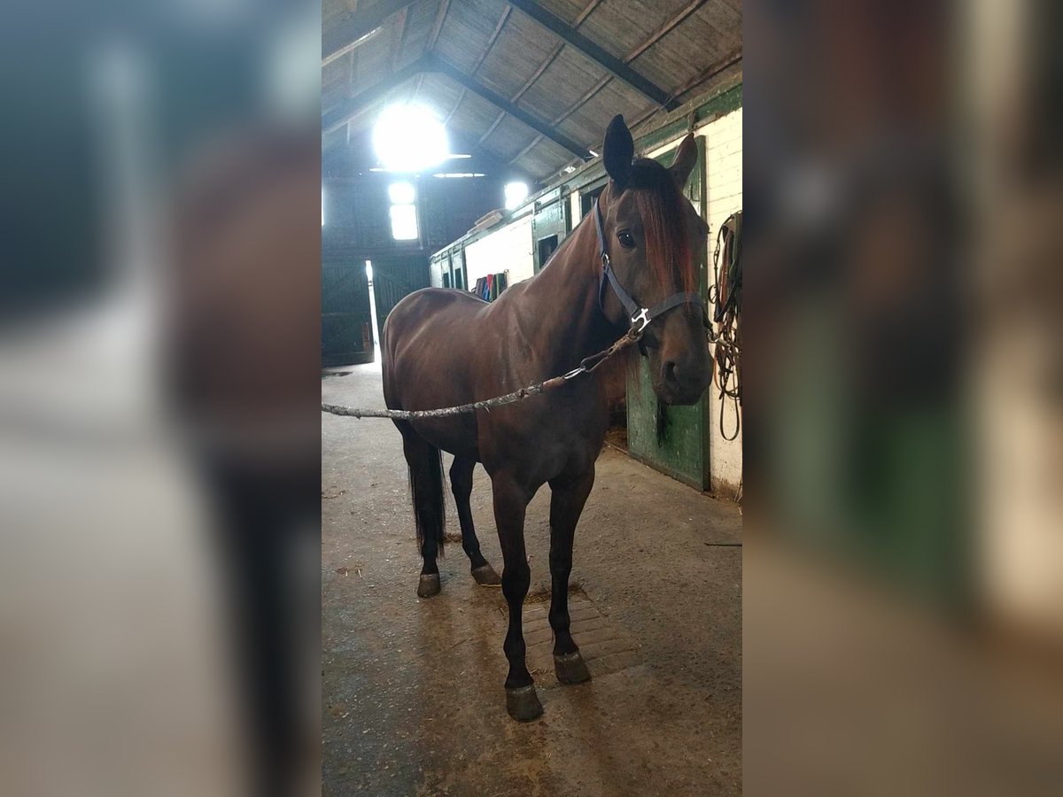 Duitse draver Merrie 6 Jaar 160 cm Donkere-vos in Tolkamer