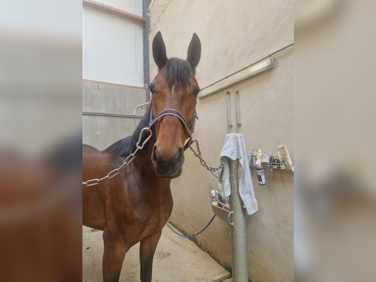 Duitse draver Merrie 6 Jaar 163 cm Donkerbruin in Toldijk