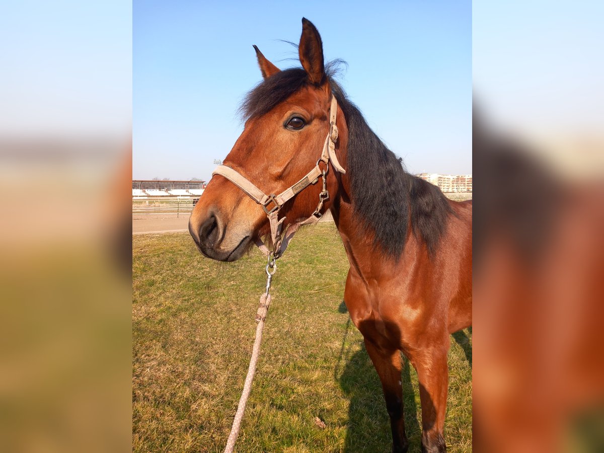 Duitse draver Merrie 7 Jaar 155 cm Bruin in Berlin