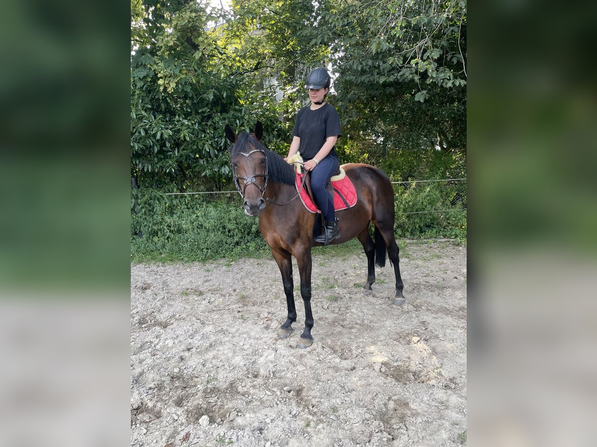 Duitse draver Merrie 7 Jaar 158 cm Bruin in Schüttorf