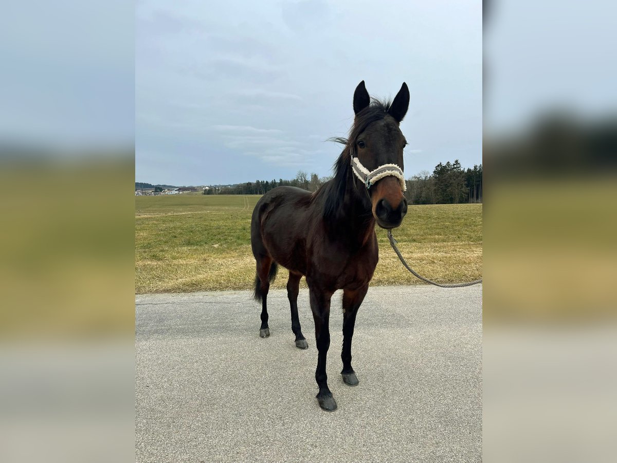 Duitse draver Merrie 7 Jaar 160 cm Zwartbruin in Tann