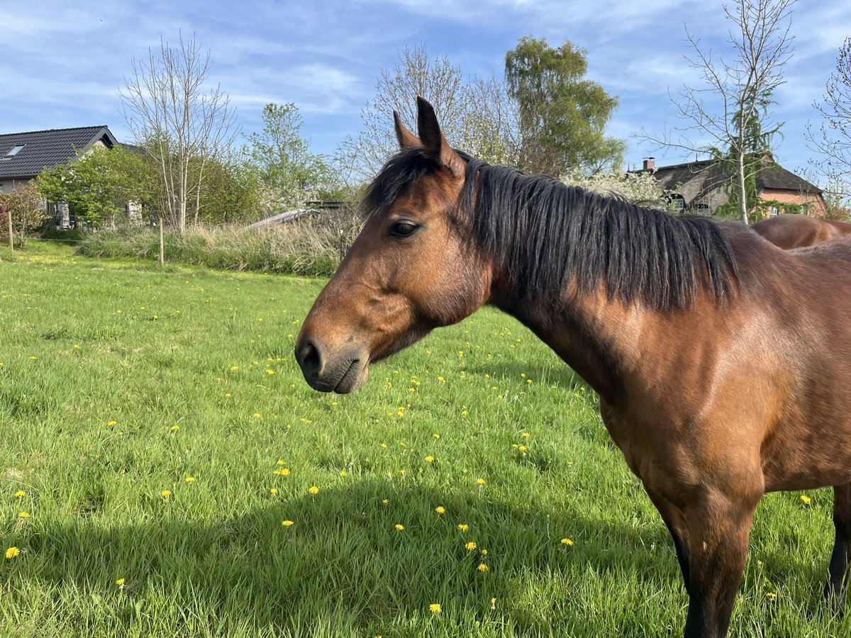 Duitse draver Merrie 9 Jaar 146 cm Bruin in Köhn