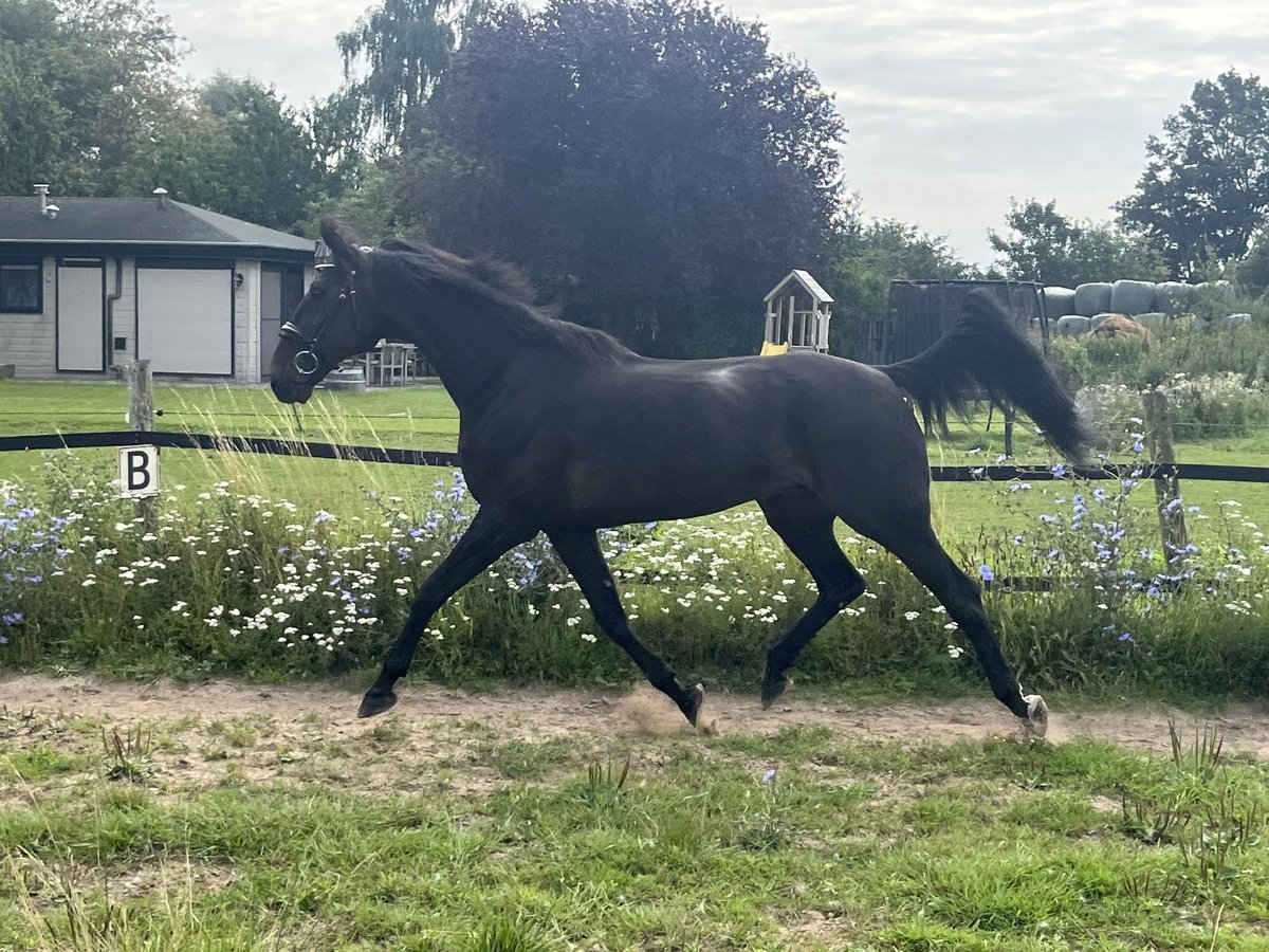 Duitse draver Ruin 14 Jaar 164 cm Zwart in Tolkamer