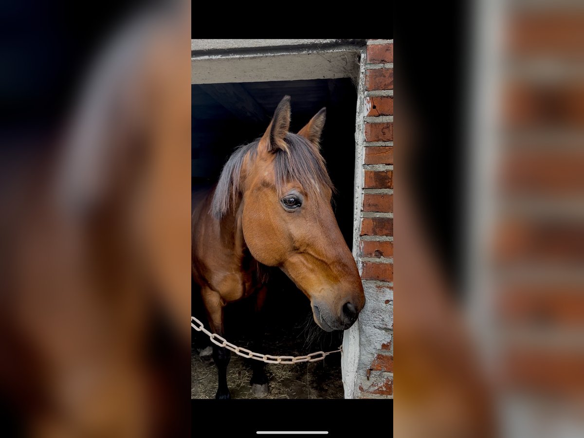 Duitse draver Mix Ruin 15 Jaar 165 cm Bruin in Bornhöved