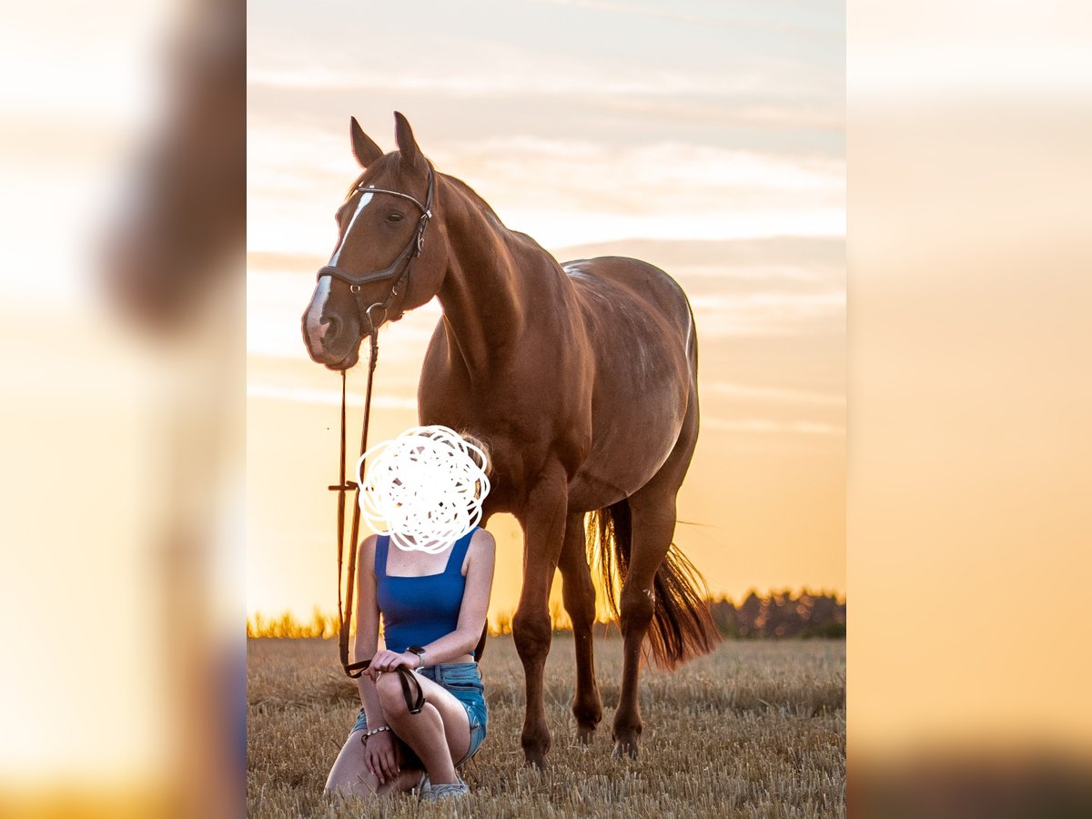 Duitse draver Ruin 15 Jaar 165 cm Vos in Ziethen