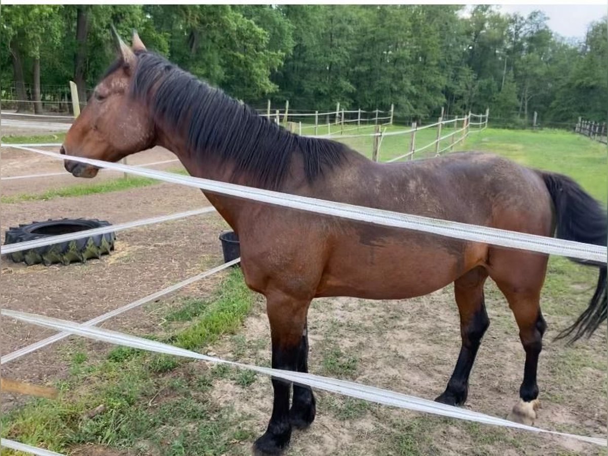 Duitse draver Ruin 16 Jaar 166 cm Bruin in Bassum