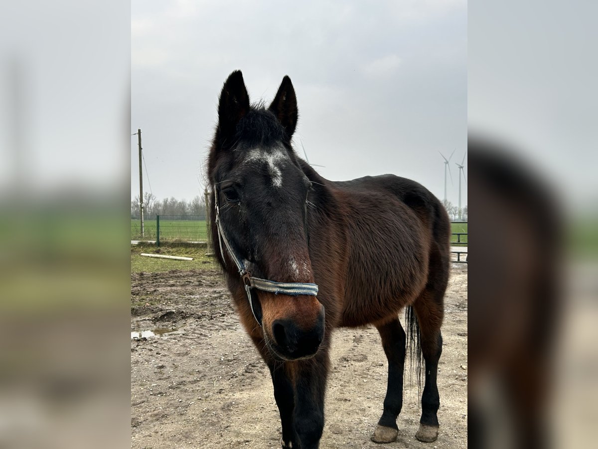 Duitse draver Ruin 26 Jaar 165 cm Bruin in Rheurdt