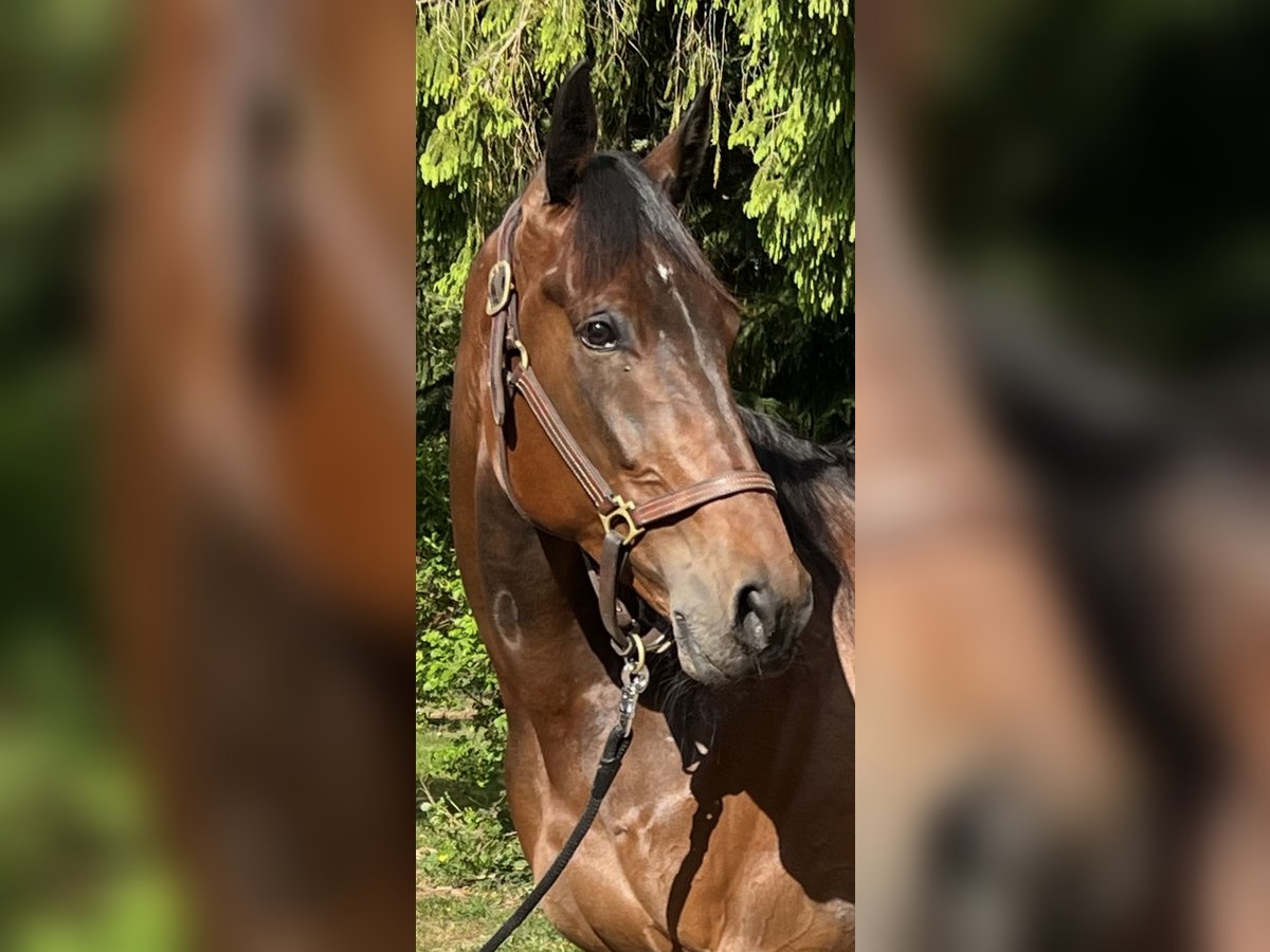 Duitse draver Ruin 6 Jaar 172 cm Bruin in Heeslingen