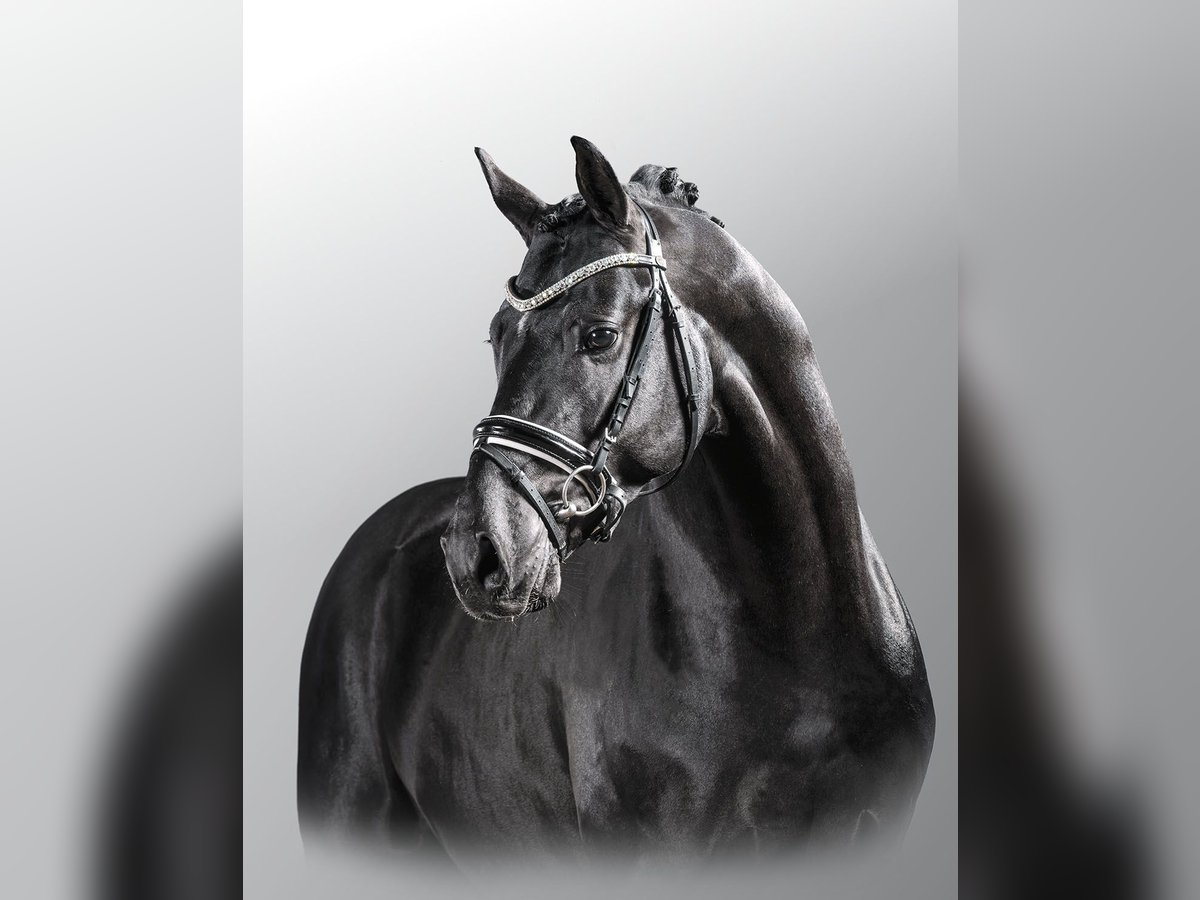 Duitse rijpony Hengst 13 Jaar 151 cm Zwart in Bedburg Duitse rijpony Hengst 13 Jaar 151 cm Zwart in Bedburg