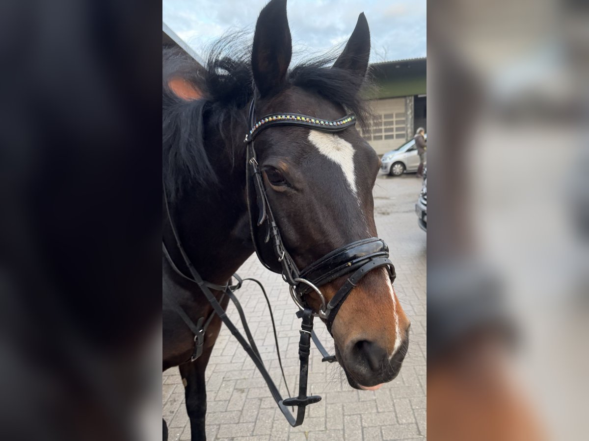 Duitse rijpony Mix Hengst 14 Jaar 147 cm Donkerbruin in Hamburg Lemsahl-Mellingstedt