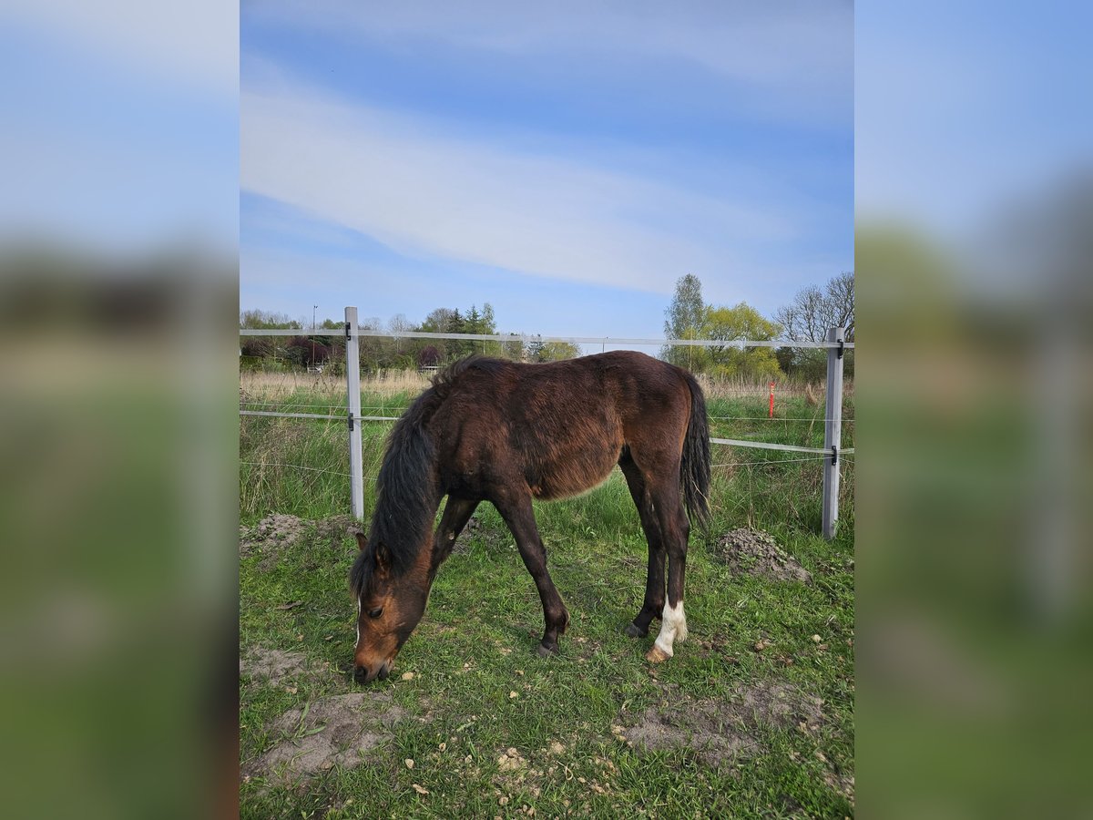 Duitse rijpony Hengst 1 Jaar 130 cm Bruin in Rövershagen