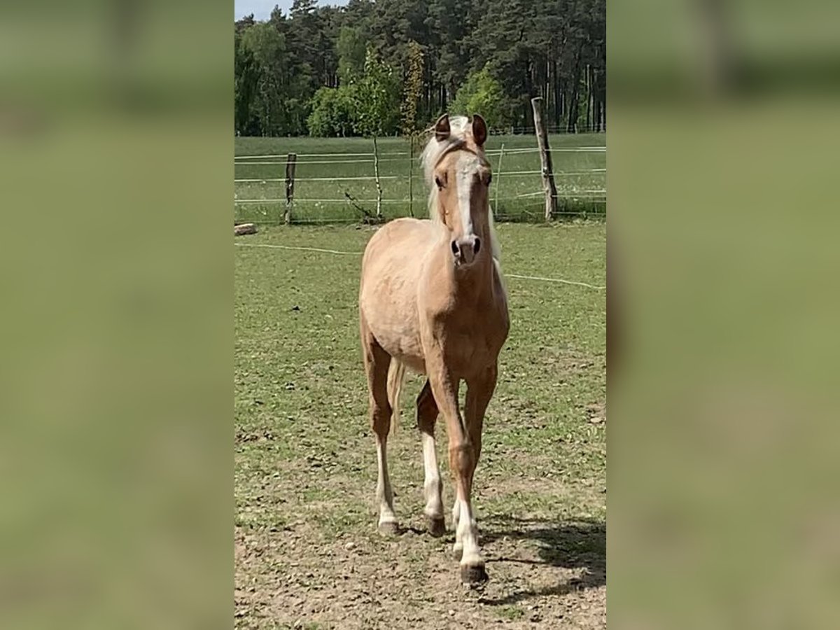 Duitse rijpony Hengst 1 Jaar 148 cm in Suhlendorf
