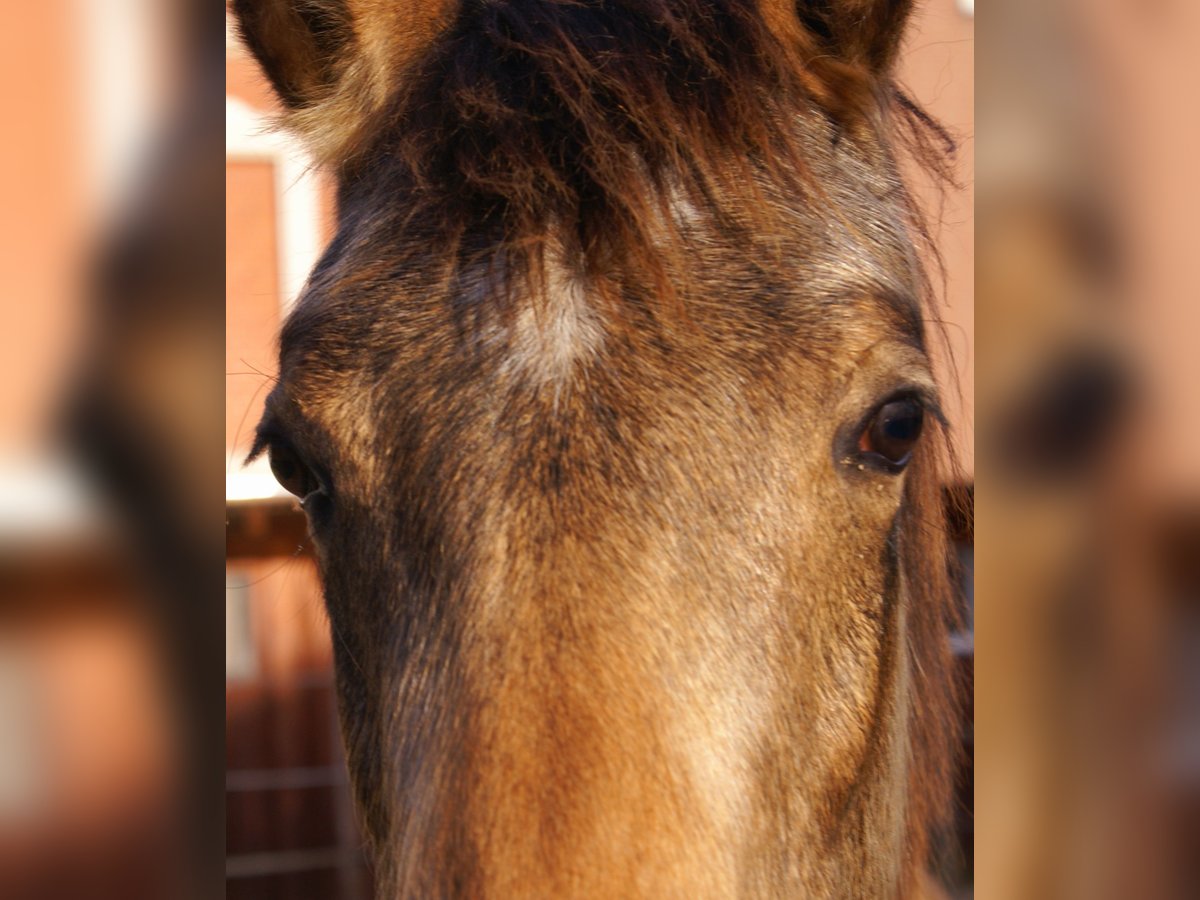 Duitse rijpony Hengst 1 Jaar 148 cm Falbe in Velpke