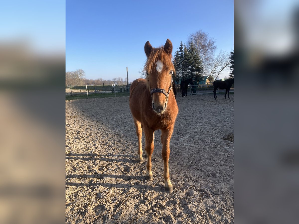 Duitse rijpony Mix Hengst 1 Jaar 148 cm Vos in Rostock