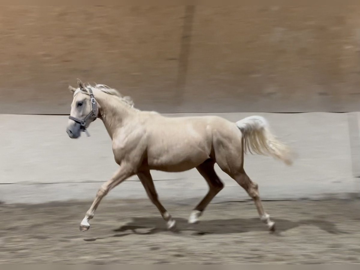 Duitse rijpony Hengst 1 Jaar 155 cm Palomino in Wehringen