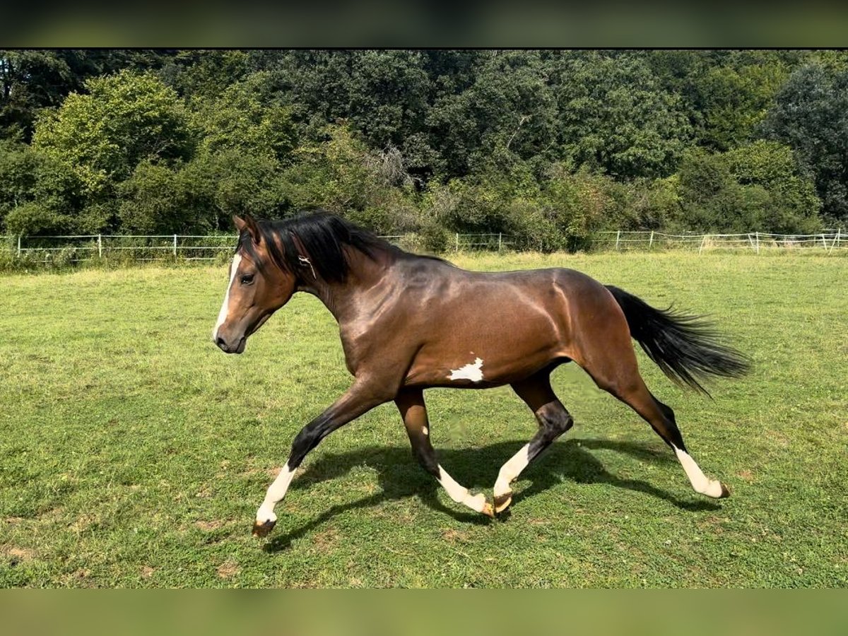 Duitse rijpony Hengst 1 Jaar Bruin in Hahn am See