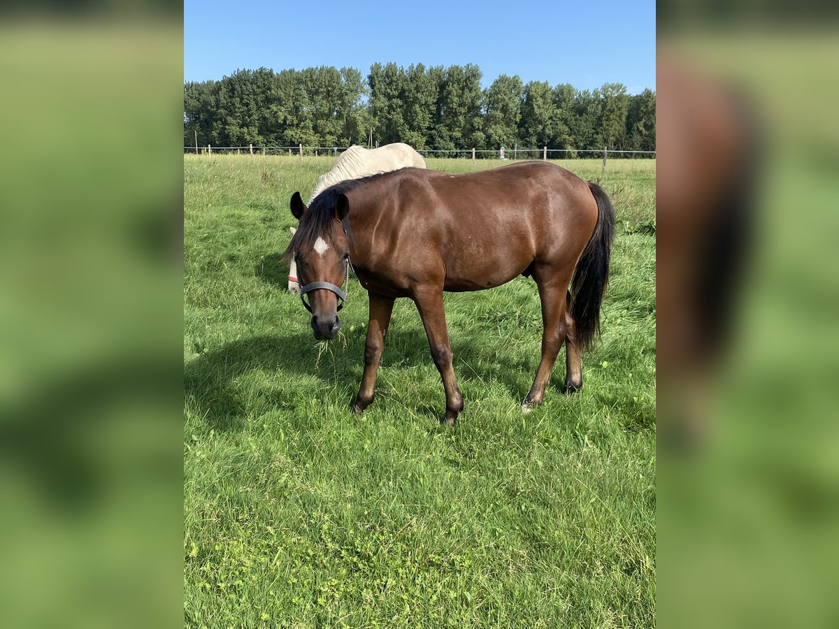 Duitse rijpony Hengst 1 Jaar Bruin in Iserlohn