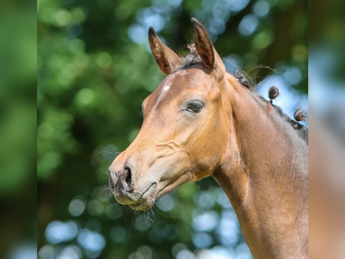 Duitse rijpony Hengst 1 Jaar Bruin in Ritterhude