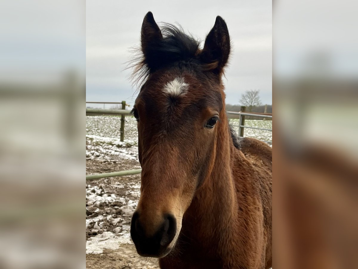 Duitse rijpony Hengst 1 Jaar Donkerbruin in Neuengörs