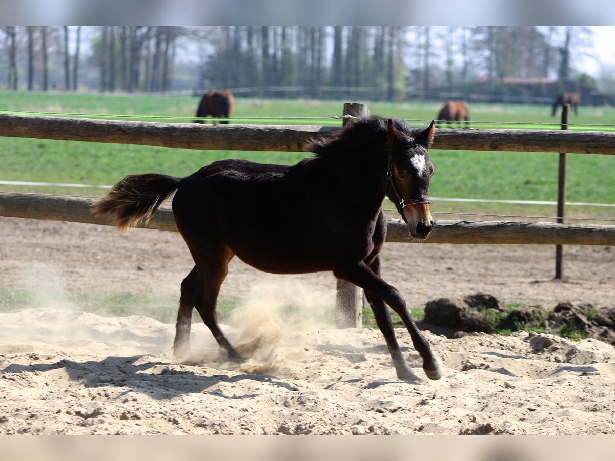 Duitse rijpony Hengst 1 Jaar Donkerbruin in Neuenkirchen-Vörden