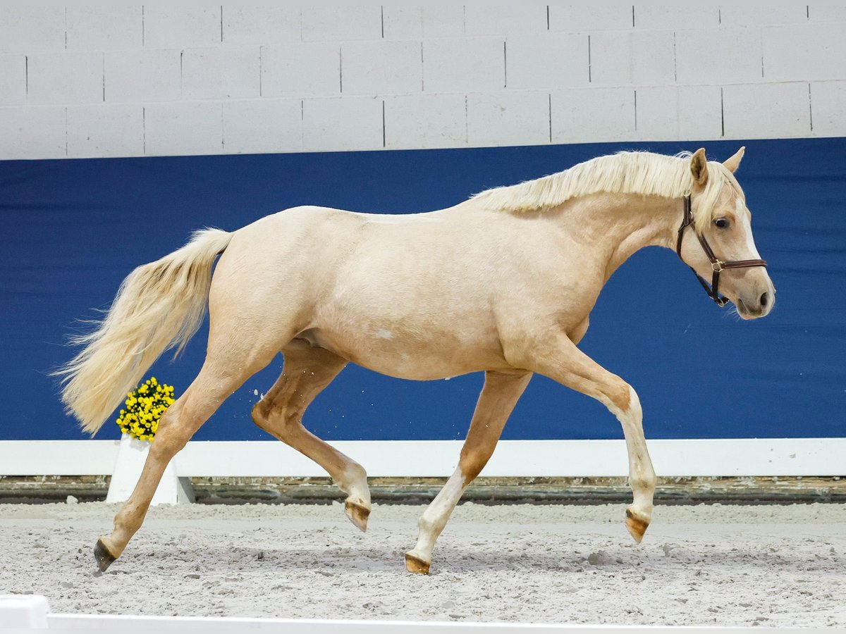 Duitse rijpony Hengst 1 Jaar Palomino in Marsberg