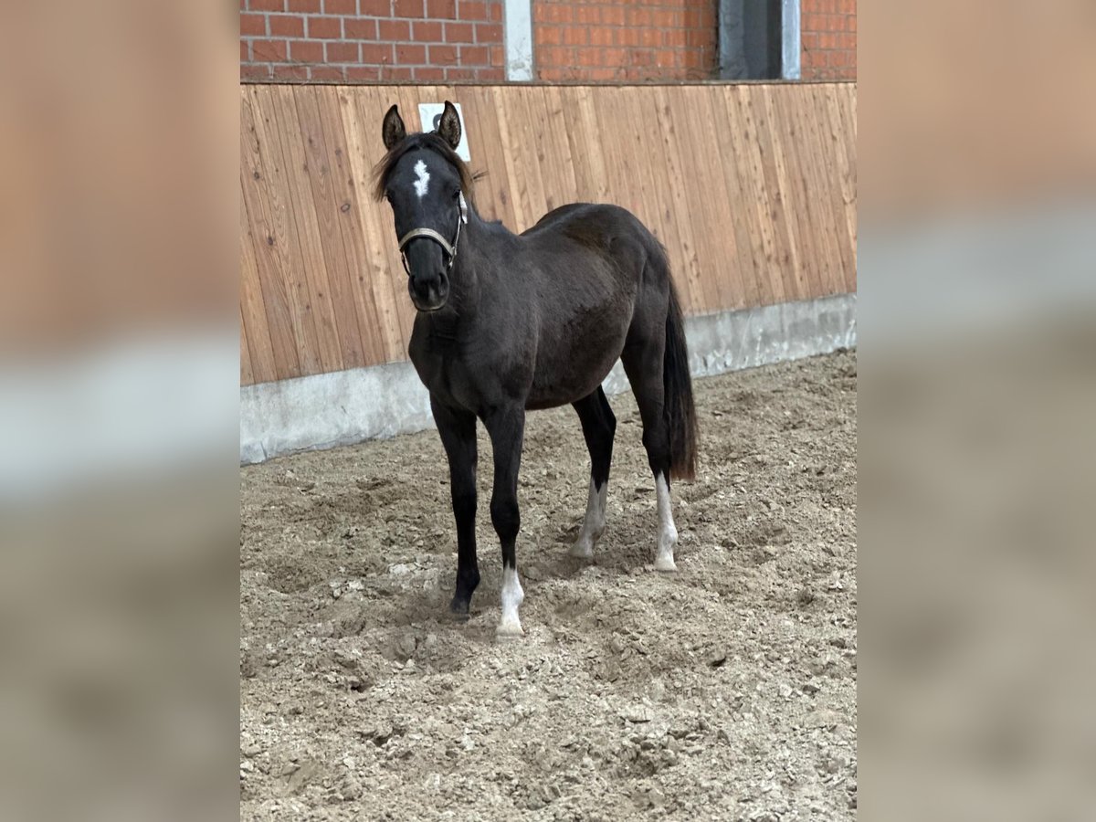 Duitse rijpony Hengst 1 Jaar Zwart in Blomberg