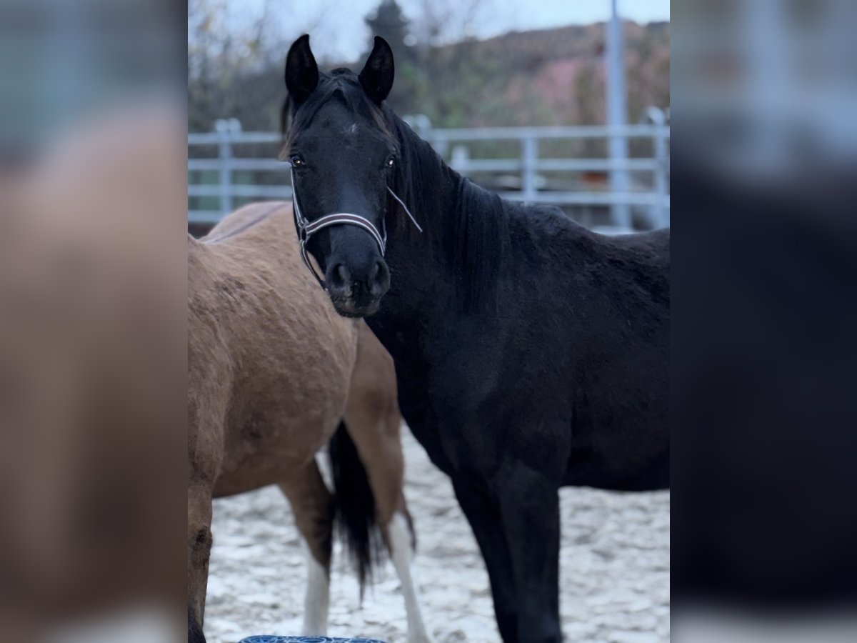 Duitse rijpony Hengst 1 Jaar Zwart in Einbeck