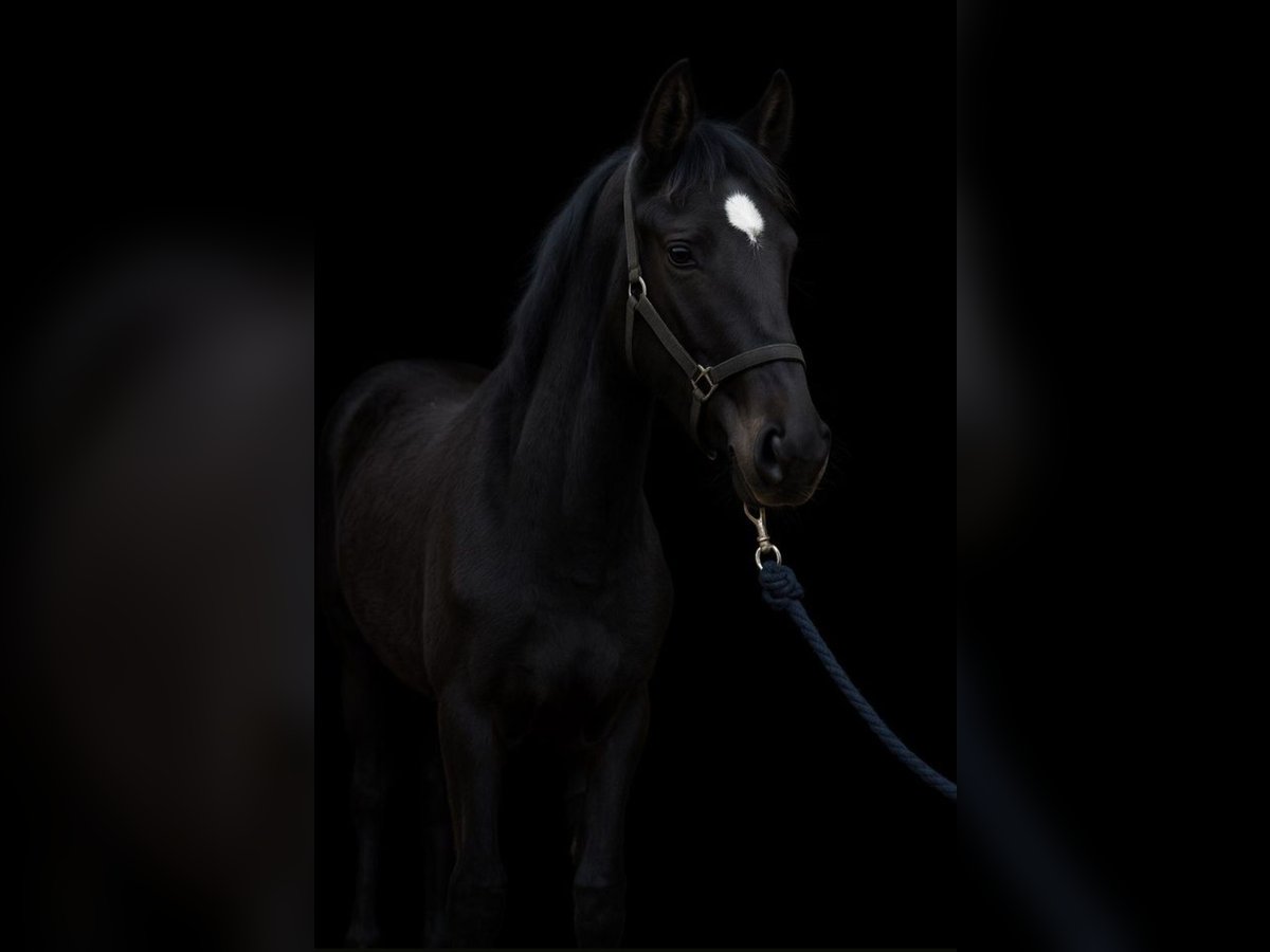 Duitse rijpony Hengst 1 Jaar Zwart in Bonitz