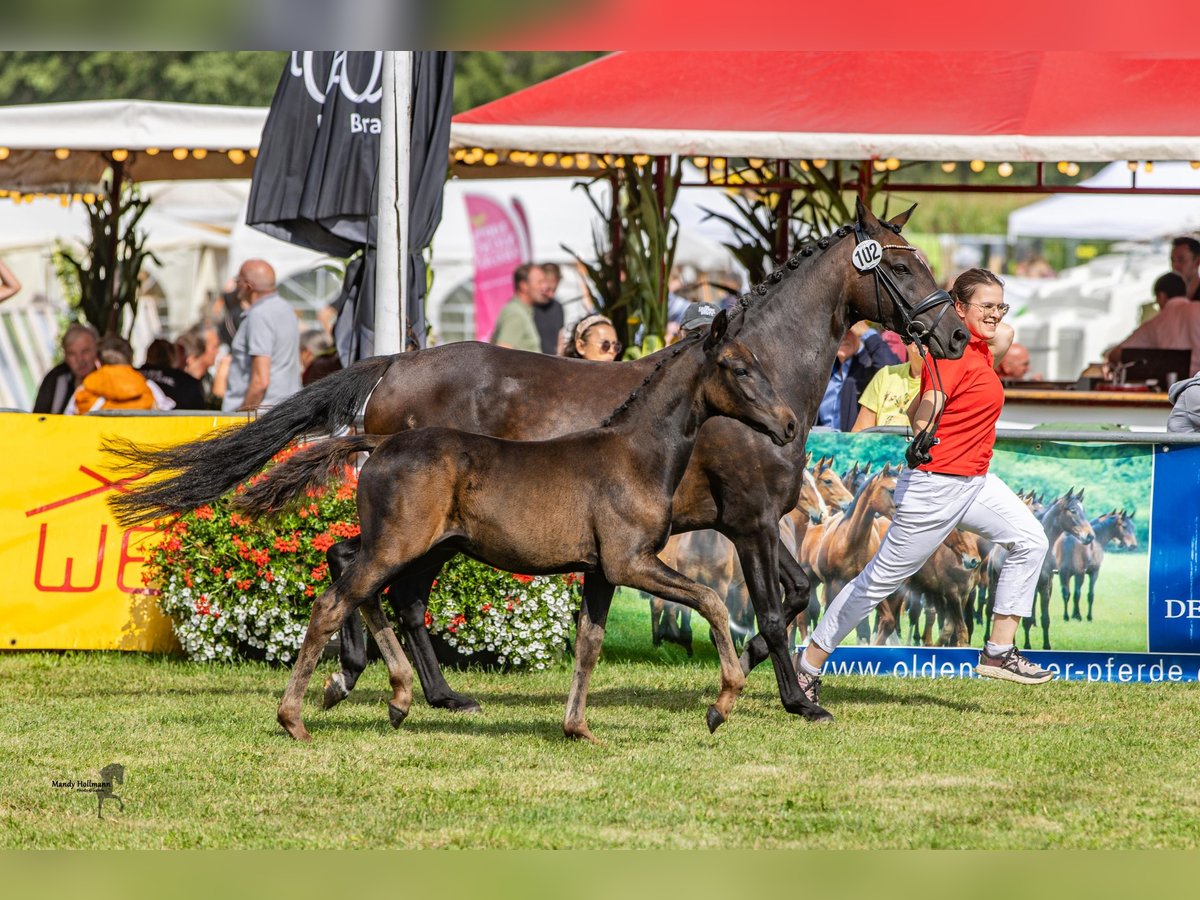 Duitse rijpony Hengst 1 Jaar Zwartbruin in Ganderkesee