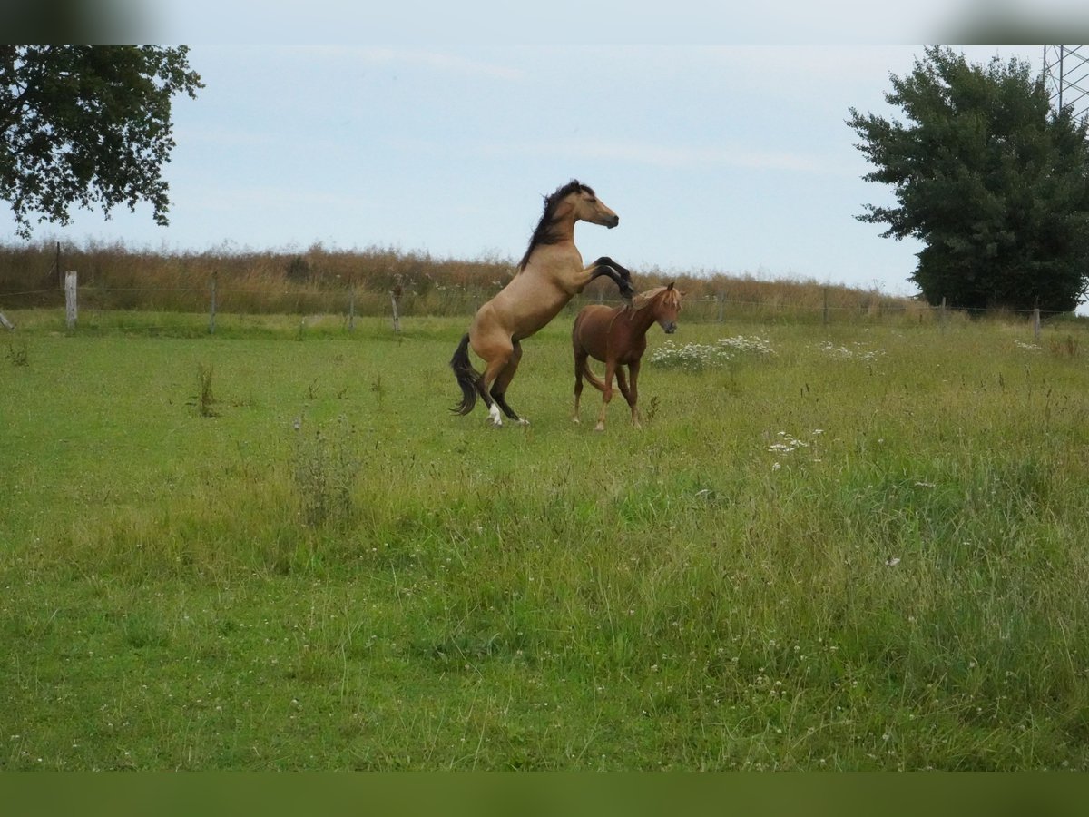Duitse rijpony Hengst 2 Jaar 138 cm Buckskin in Damp