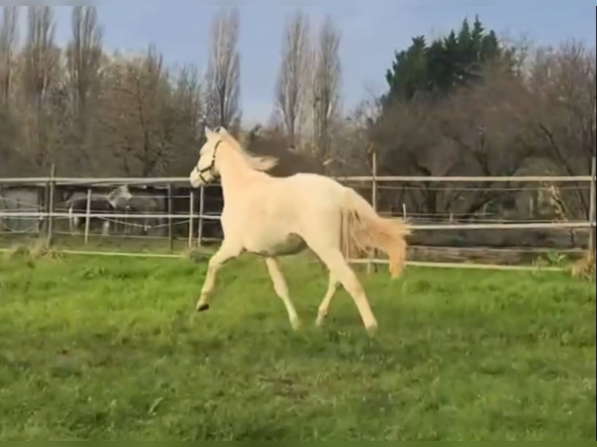 Duitse rijpony Hengst 2 Jaar 138 cm Perlino in Meißenheim