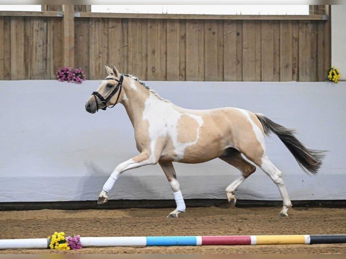 Duitse rijpony Hengst 2 Jaar 142 cm Tobiano-alle-kleuren in Rudersberg