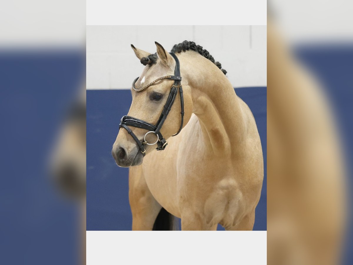 Duitse rijpony Hengst 2 Jaar 143 cm Falbe in Welver