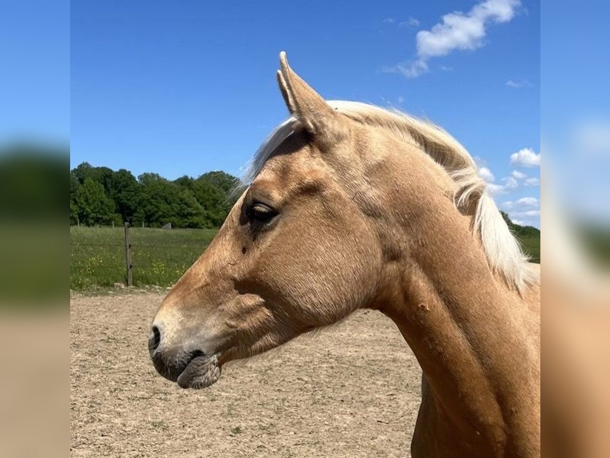 Duitse rijpony Hengst 2 Jaar 143 cm Palomino in Racksen
