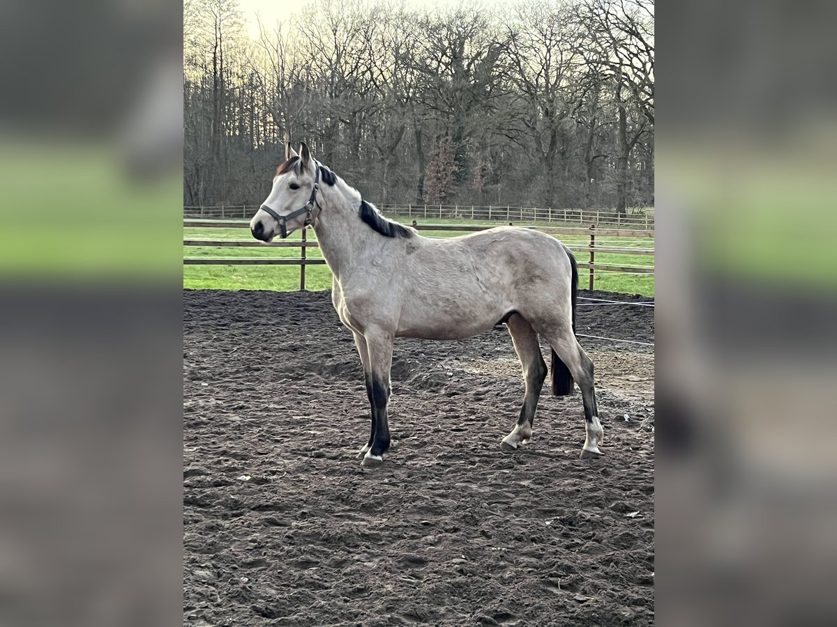 Duitse rijpony Hengst 2 Jaar 144 cm Buckskin in Friesoythe