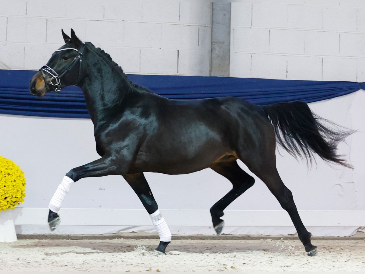 Duitse rijpony Hengst 2 Jaar 145 cm Bruin in Marsberg