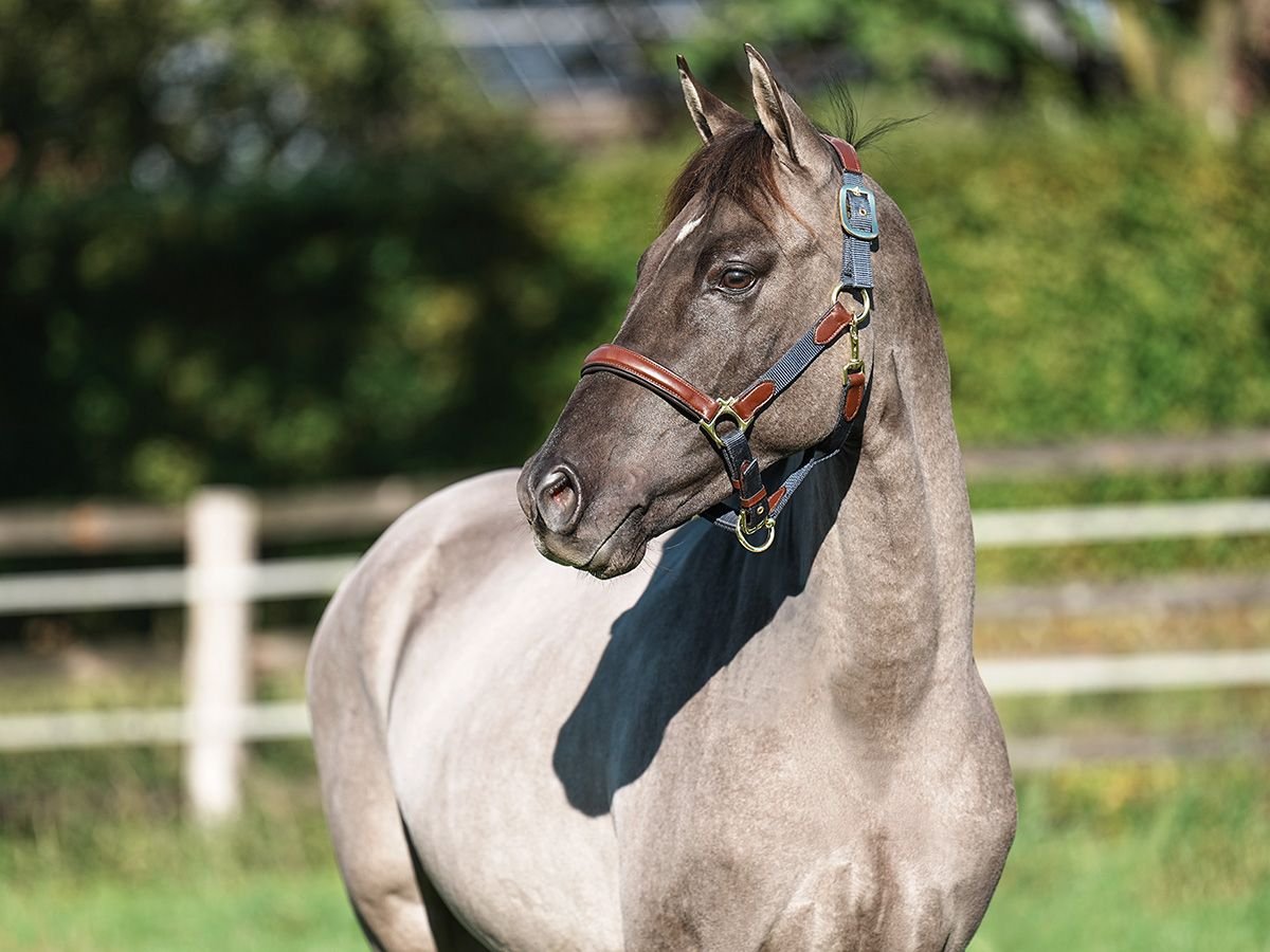 Duitse rijpony Hengst 2 Jaar 145 cm Grullo in Bedburg