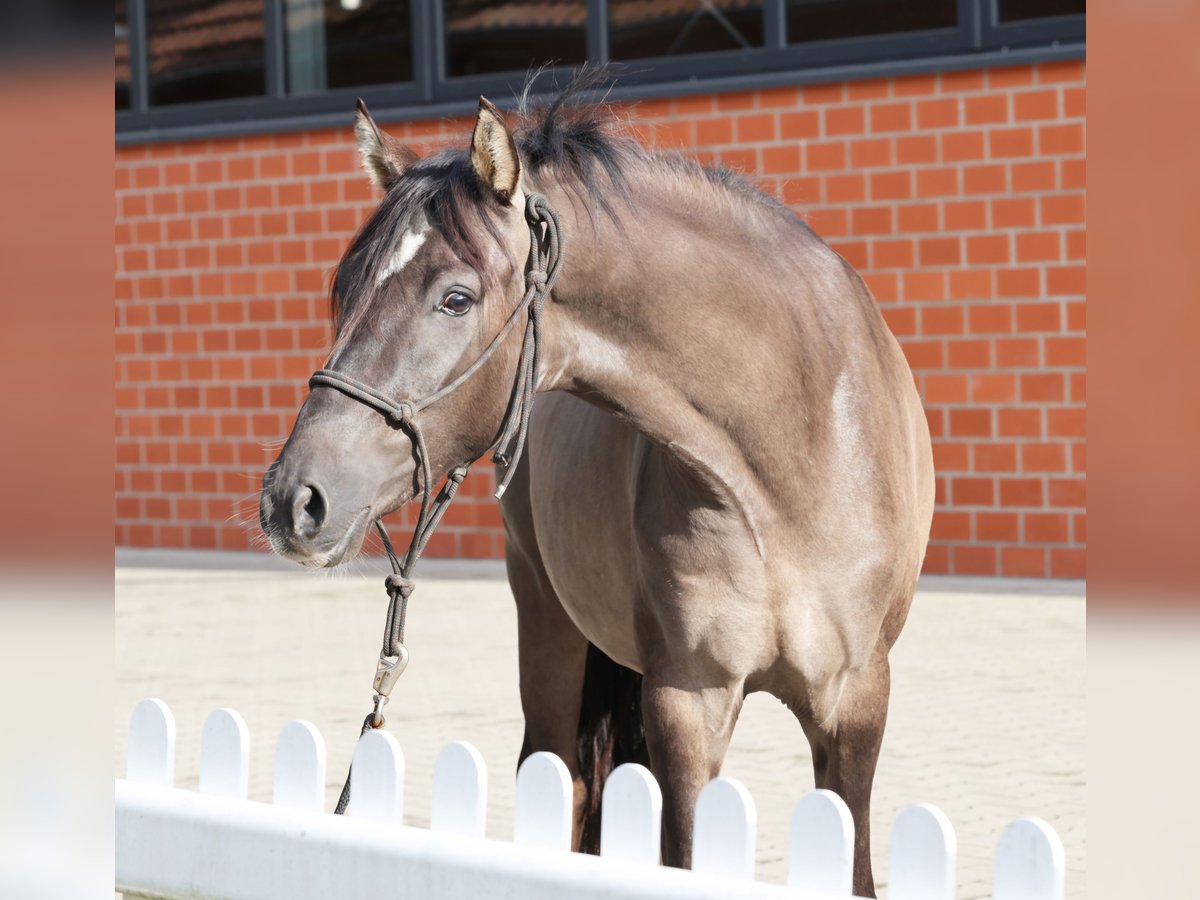 Duitse rijpony Hengst 2 Jaar 145 cm Grullo in Stuhr