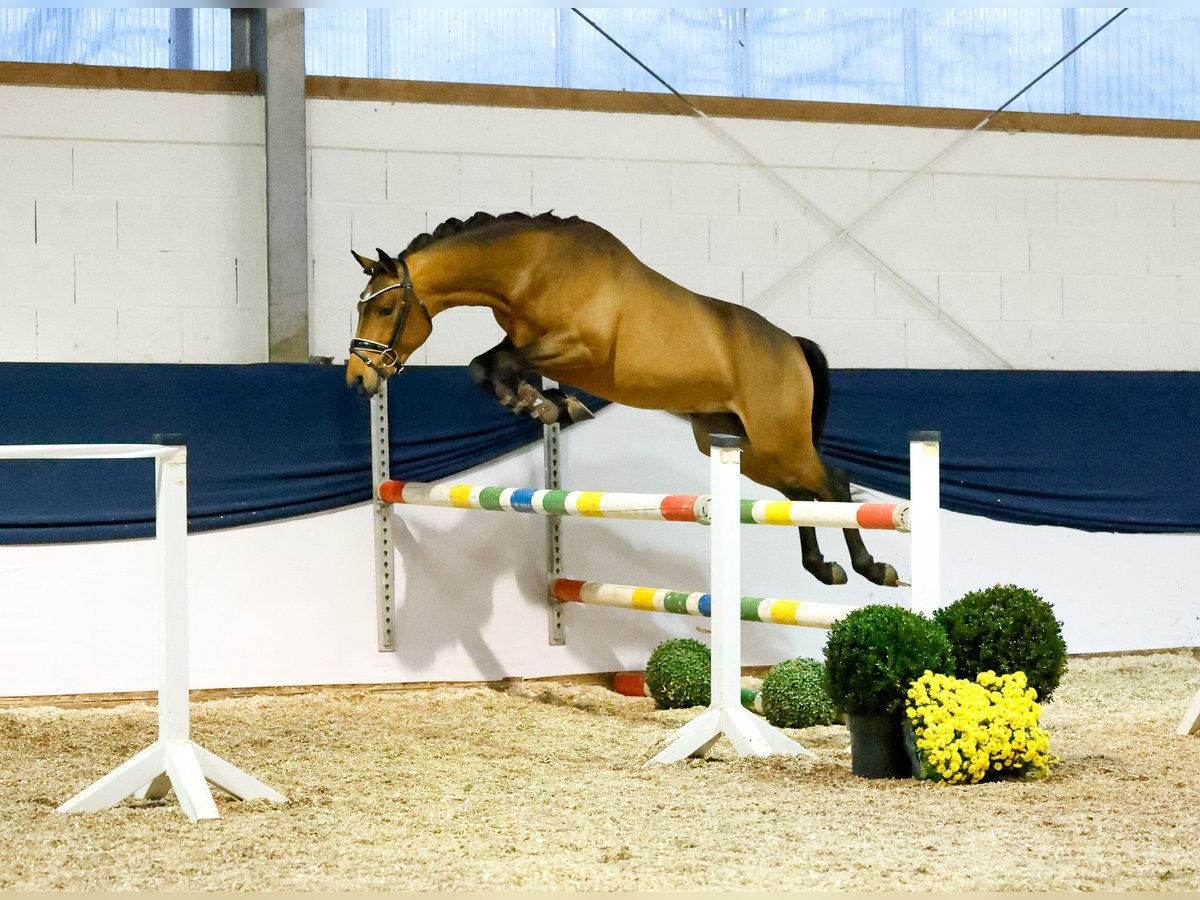 Duitse rijpony Hengst 2 Jaar 146 cm Bruin in Marsberg