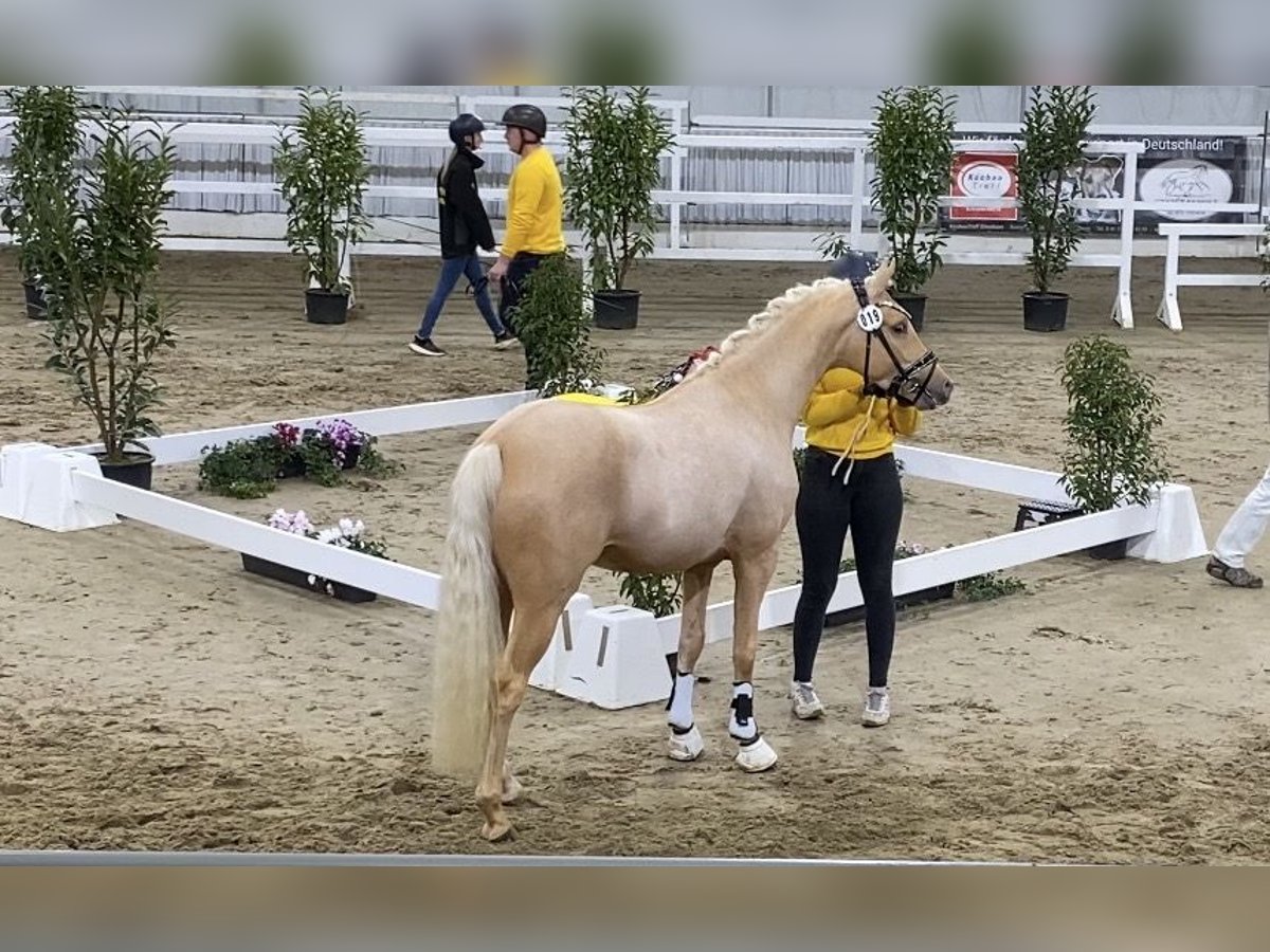Duitse rijpony Hengst 2 Jaar 146 cm Palomino in Achim