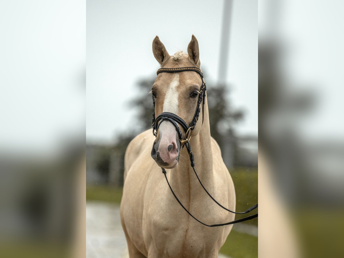 Duitse rijpony Hengst 2 Jaar 147 cm Palomino in Gomadingen