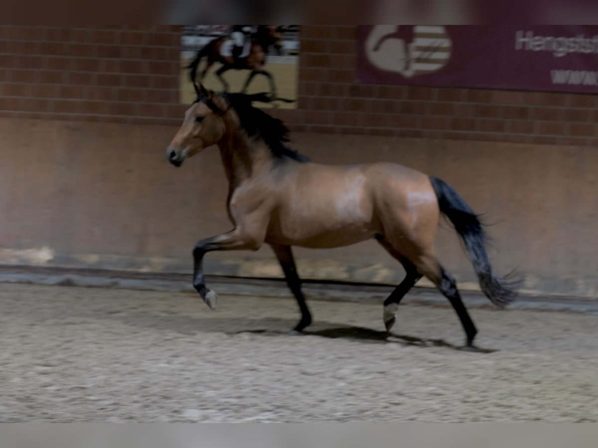 Duitse rijpony Hengst 2 Jaar 148 cm Bruin in Paderborn