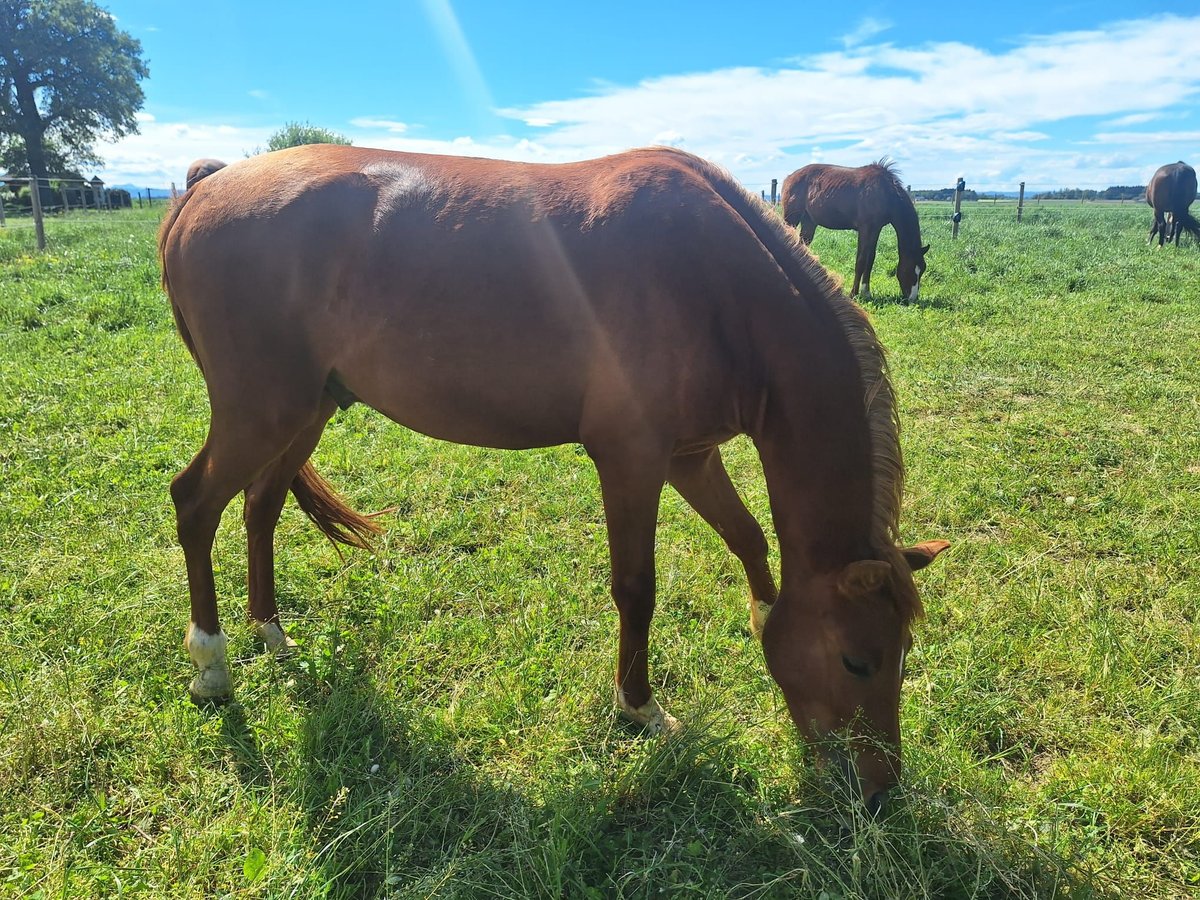 Duitse rijpony Hengst 2 Jaar 148 cm Vos in Sattledt