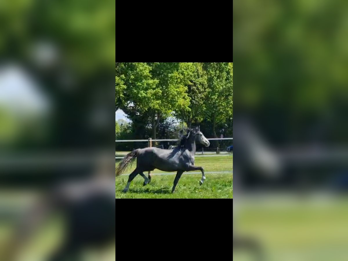 Duitse rijpony Hengst 2 Jaar 154 cm Schimmel in Emsb&#xFC;ren