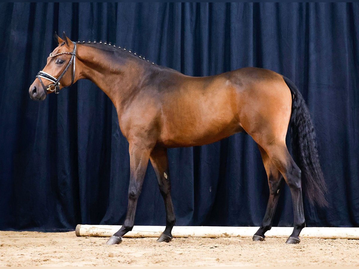 Duitse rijpony Hengst 2 Jaar Bruin in Cappeln