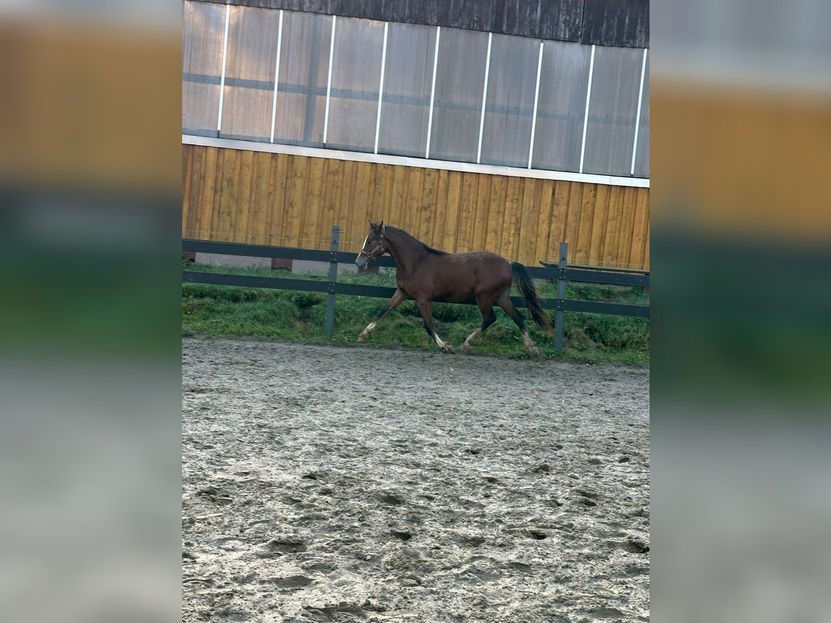 Duitse rijpony Hengst 2 Jaar Bruin in W&#xFC;lfrath