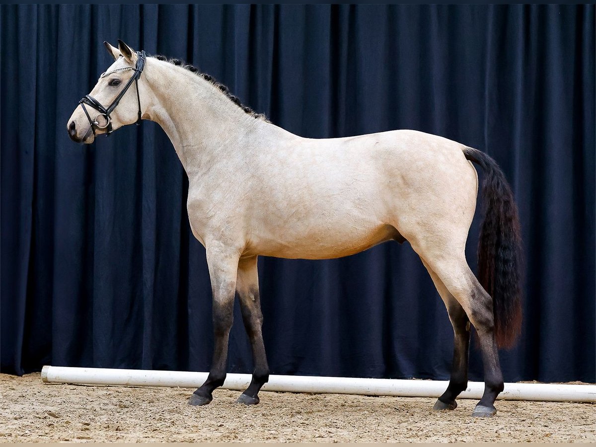 Duitse rijpony Hengst 2 Jaar Falbe in Bedburg